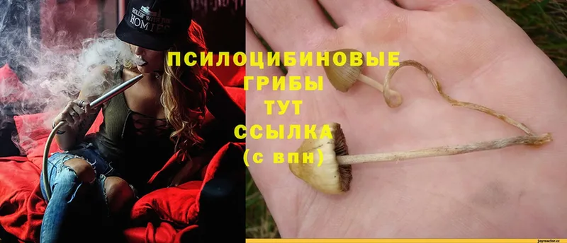 где продают   Курлово  Псилоцибиновые грибы Magic Shrooms 